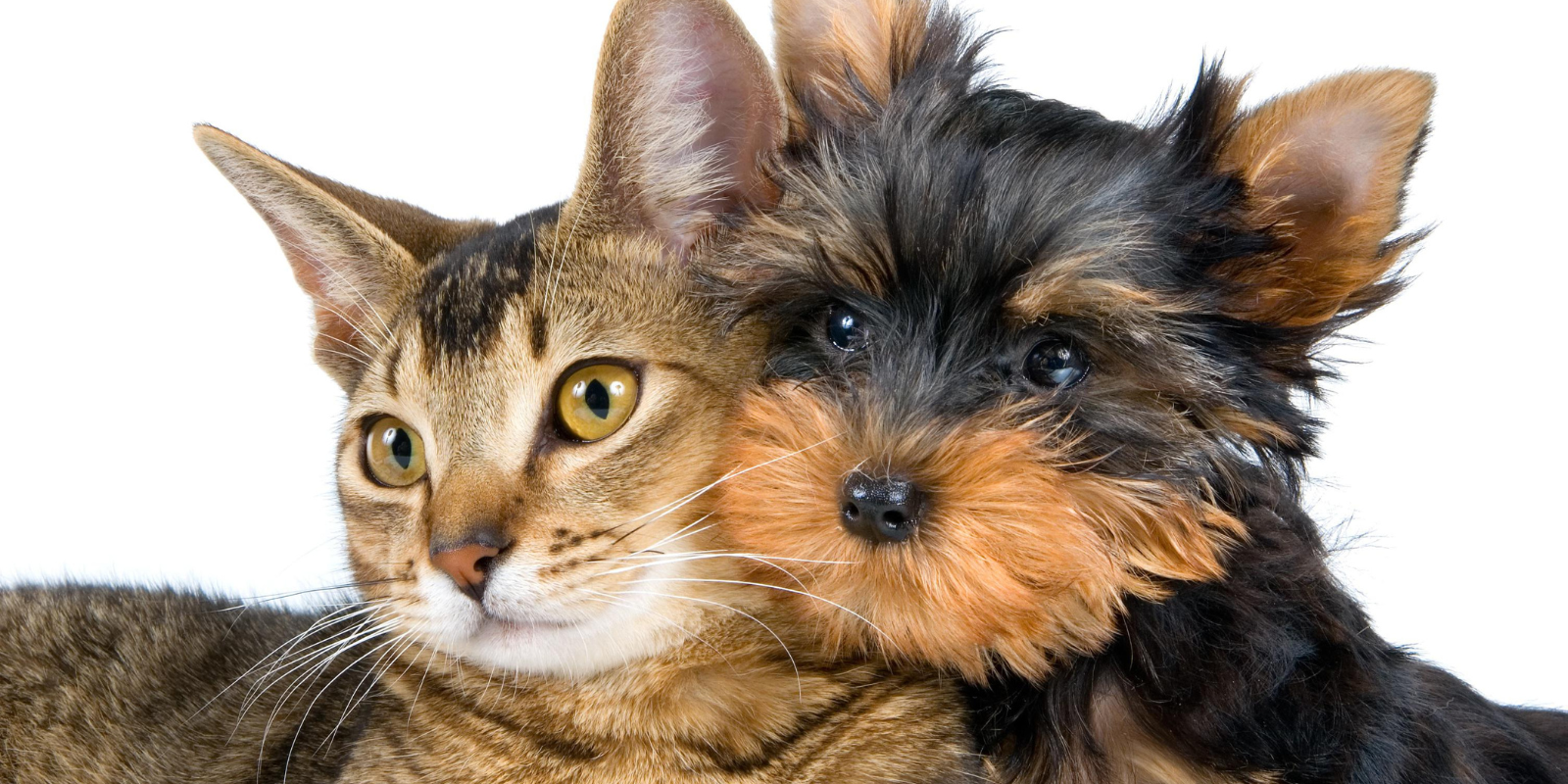 Alimentos premium vs super premium para perros y gatos