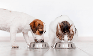 cambio de alimento en perros y gatos